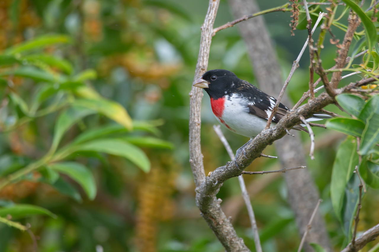 Pheucticus&nbsp;ludovicianus