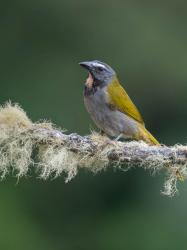Foto Pepitero Garganta Canela
