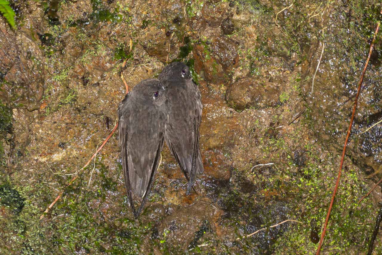 Cypseloides&nbsp;cherriei