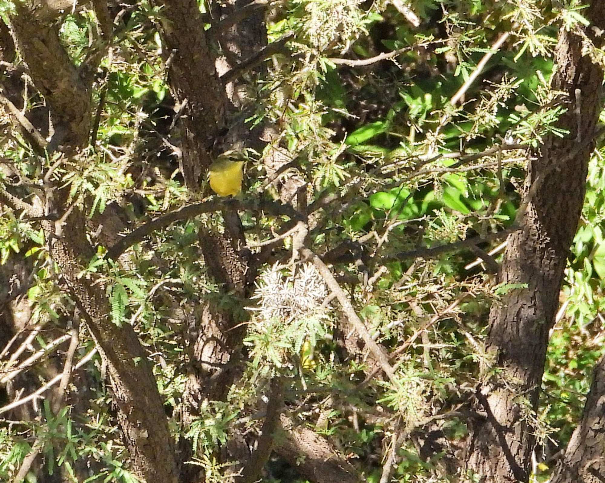 Photo Suirirí Amarillo
