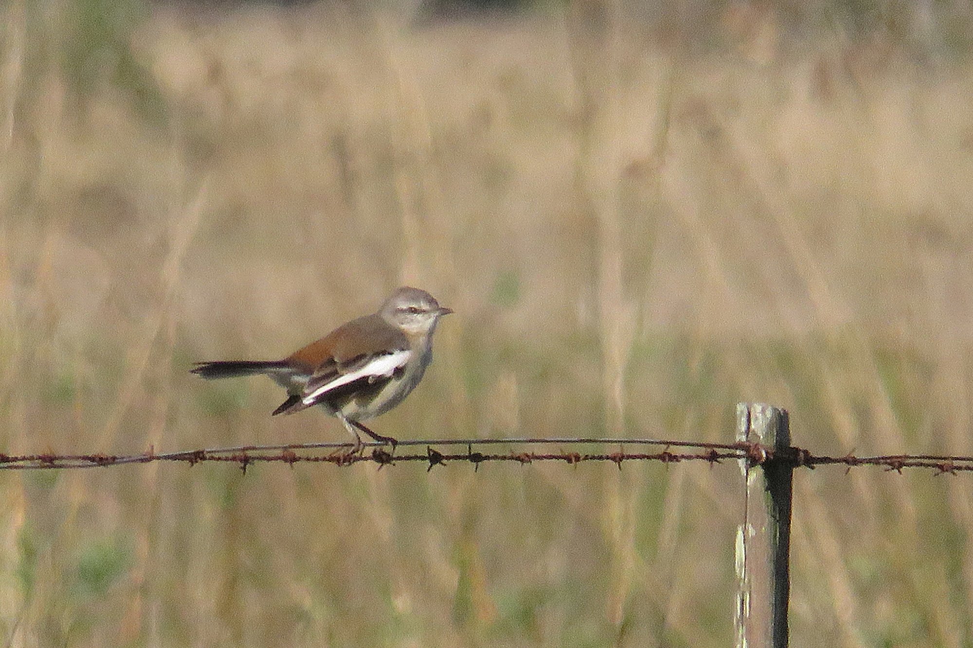Photo Calandria Real
