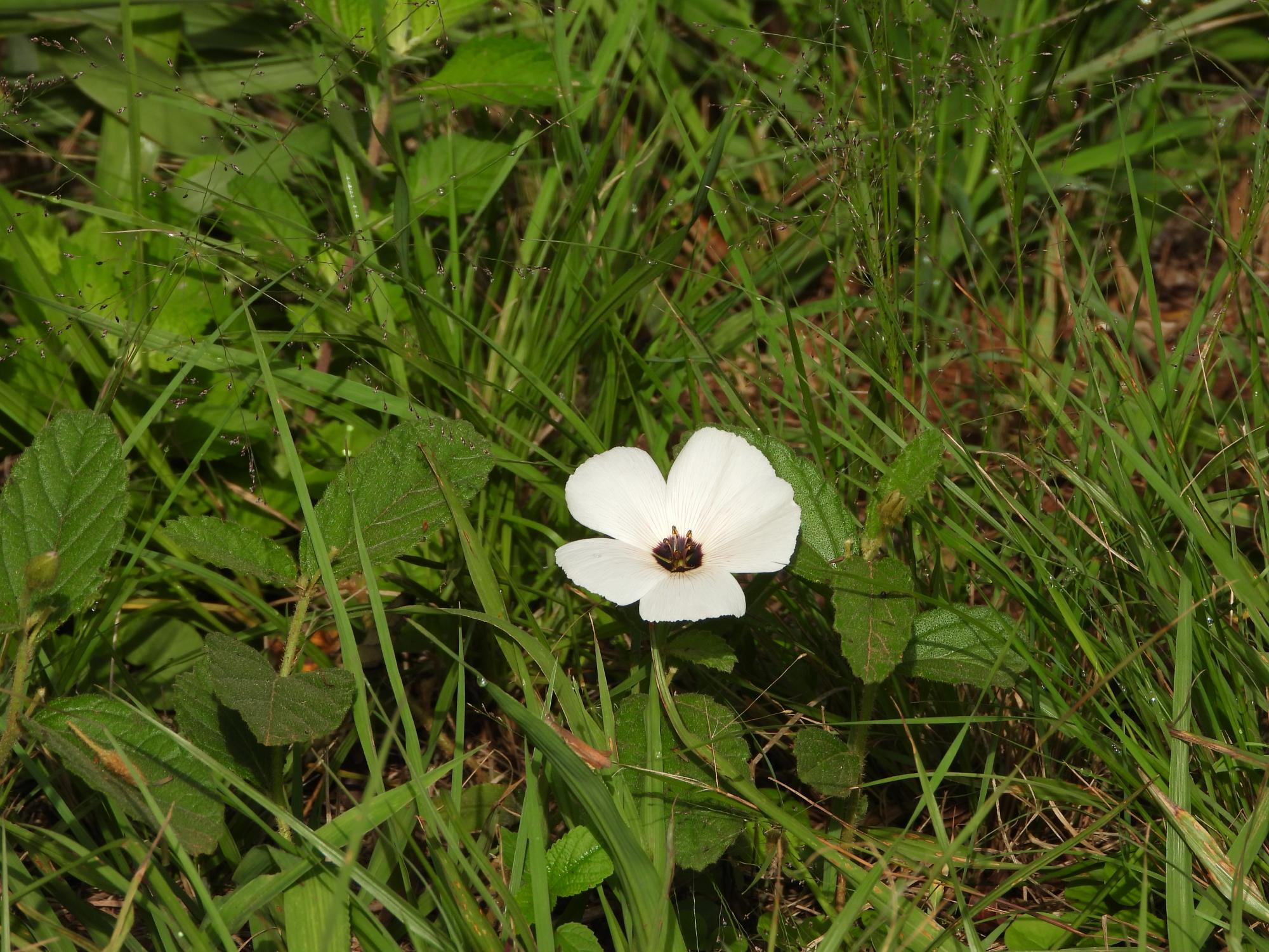 Piriqueta&nbsp;suborbicularis