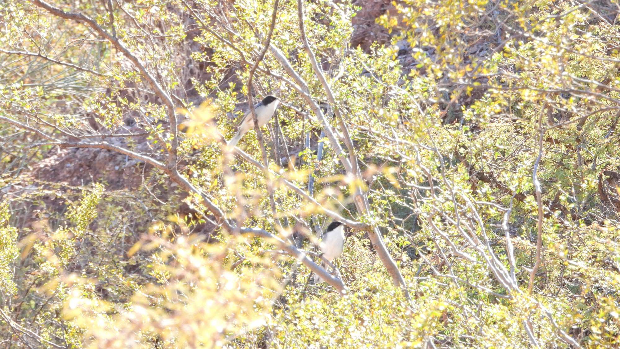Photo Monterita Cabeza Negra