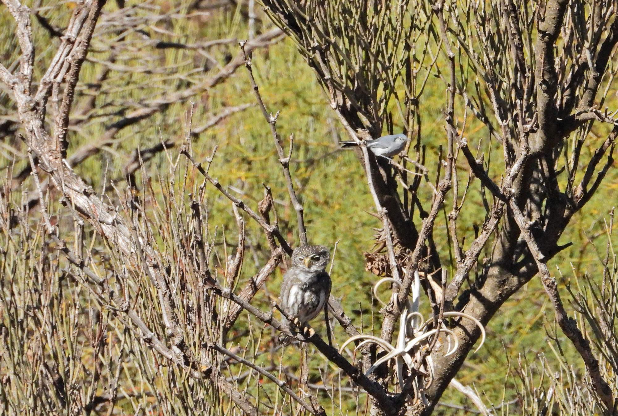Foto Caburé Chico