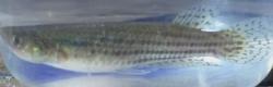 (Rivulus hartii)