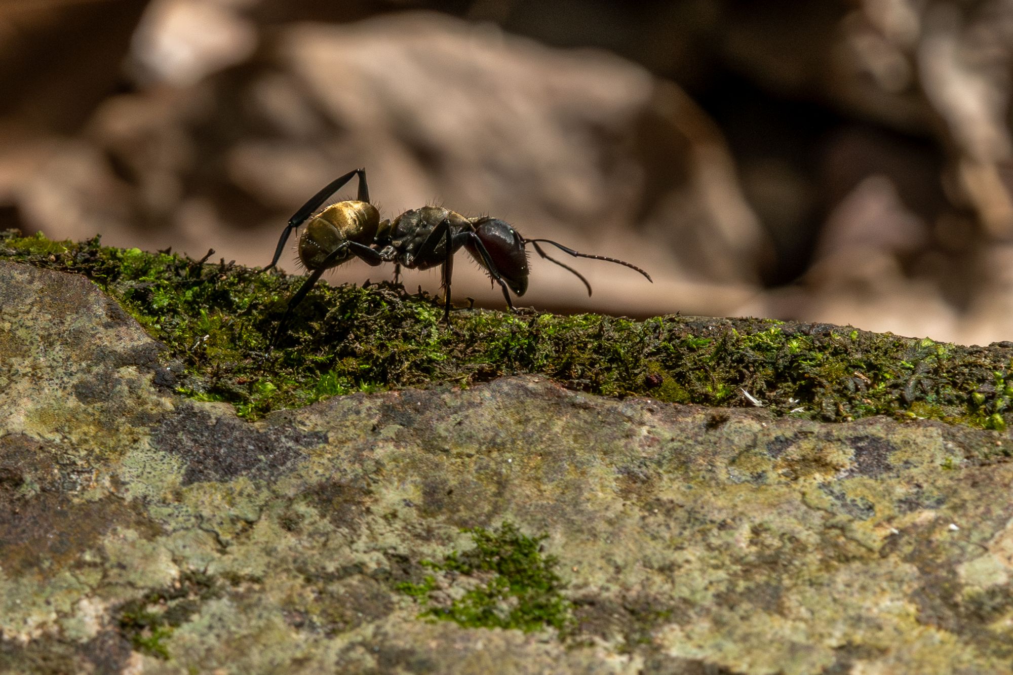 Camponotus&nbsp;sericeiventris