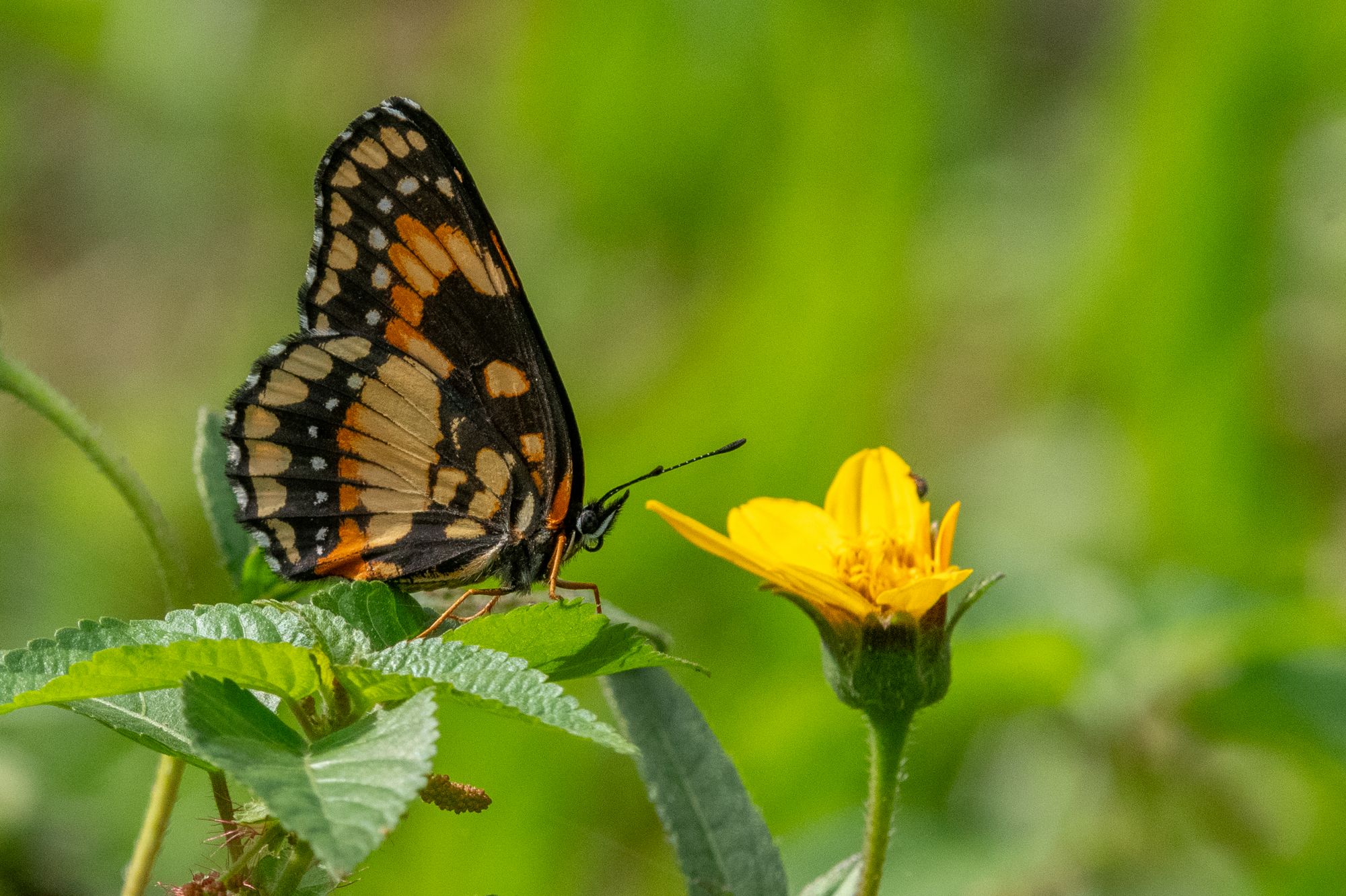 Chlosyne&nbsp;lacinia