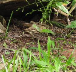 Foto Lagarto Trepador
