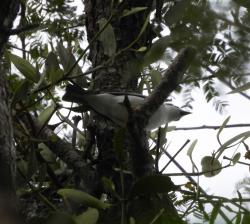 Photo Frutero Cabeza Negra