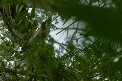 Photo Frutero Cabeza Negra