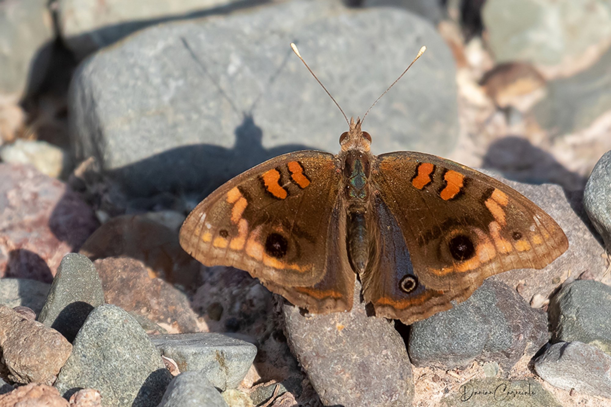  (Junonia genoveva)