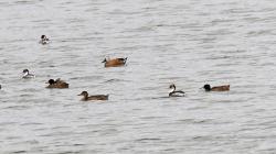 Foto Pato Cabeza Negra