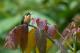 (Lampornis castaneoventris)