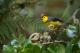  (Myioborus torquatus)