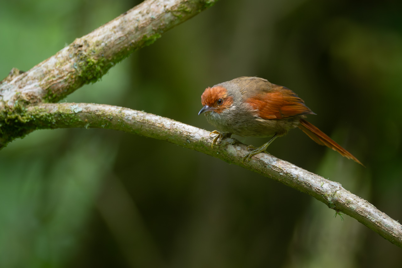 Cranioleuca&nbsp;erythrops