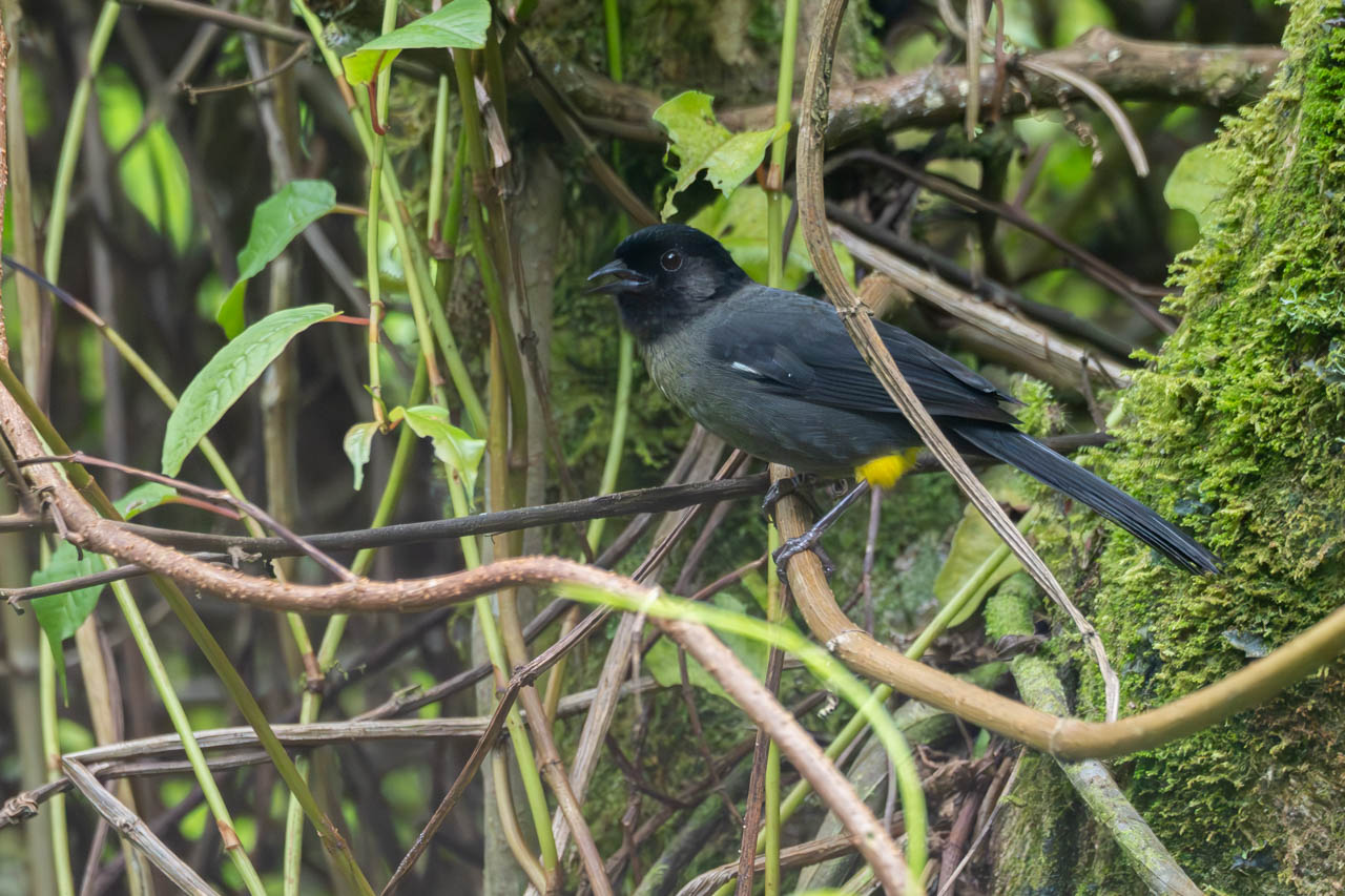 Atlapetes&nbsp;tibialis