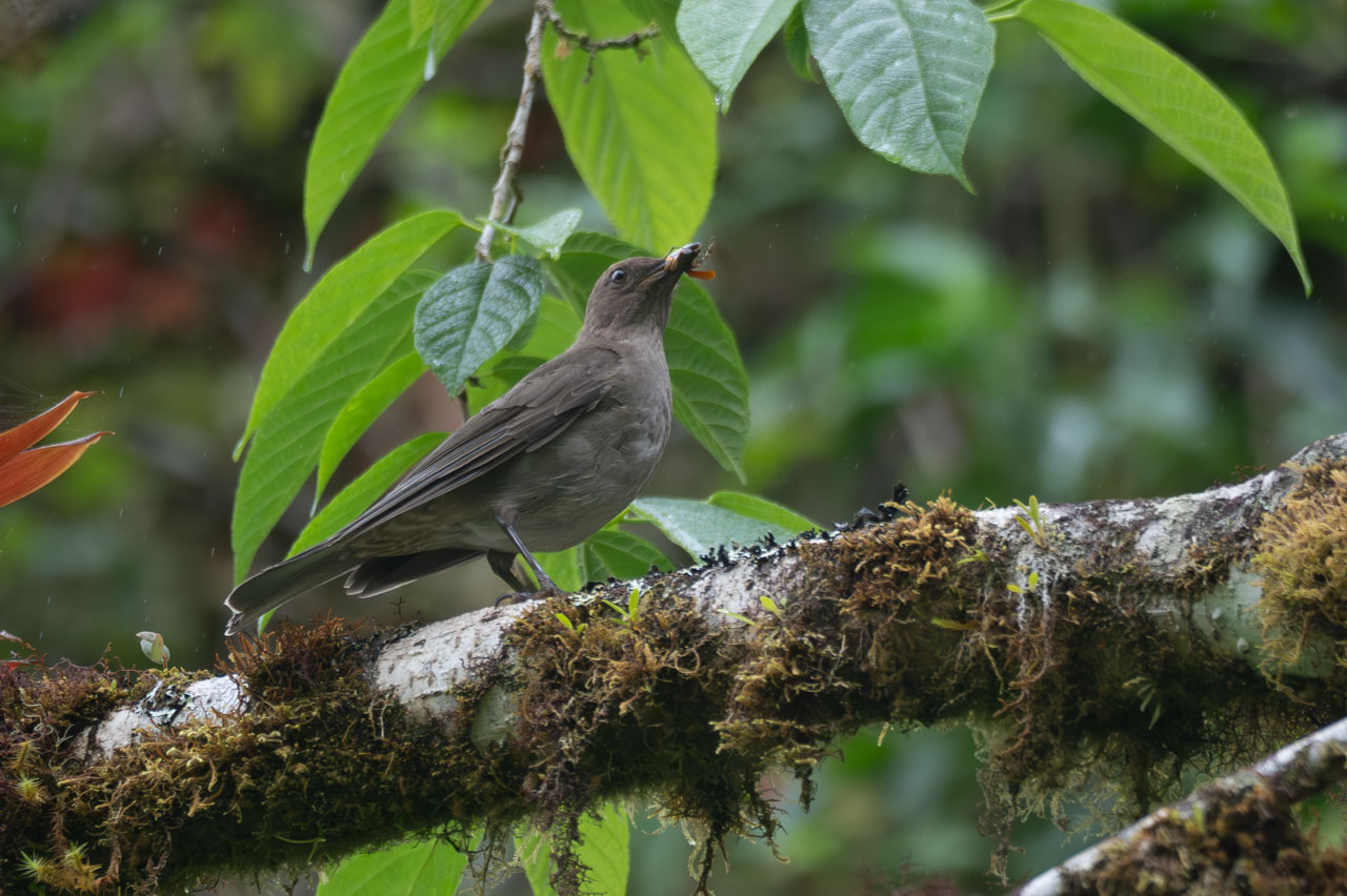 Turdus&nbsp;plebejus