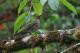  (Turdus plebejus)