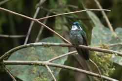 Photo Colibrí Montañes Gorgiblanco