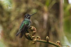 Photo Colibrí Magnífico De Talamanca