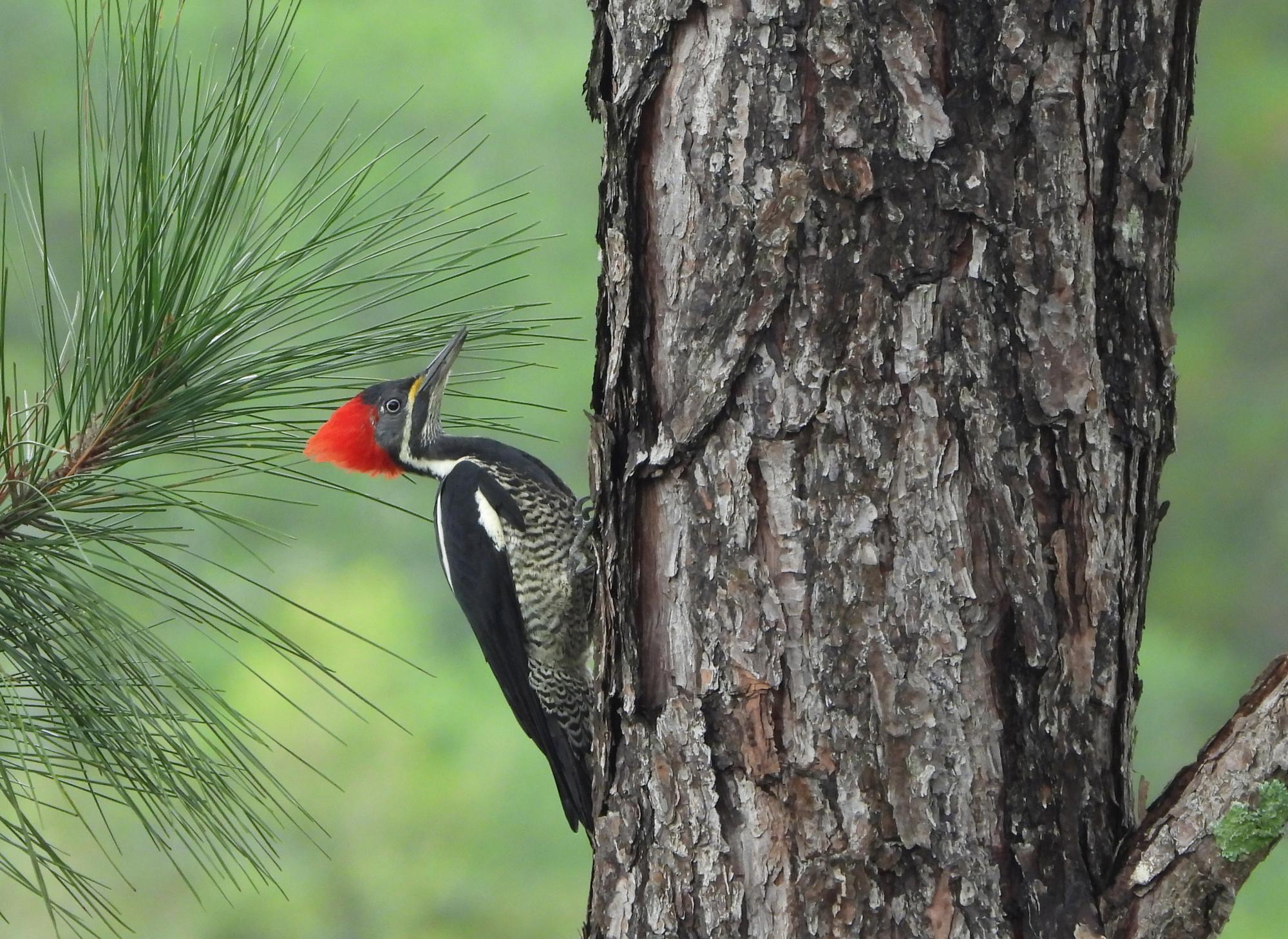 Dryocopus&nbsp;lineatus