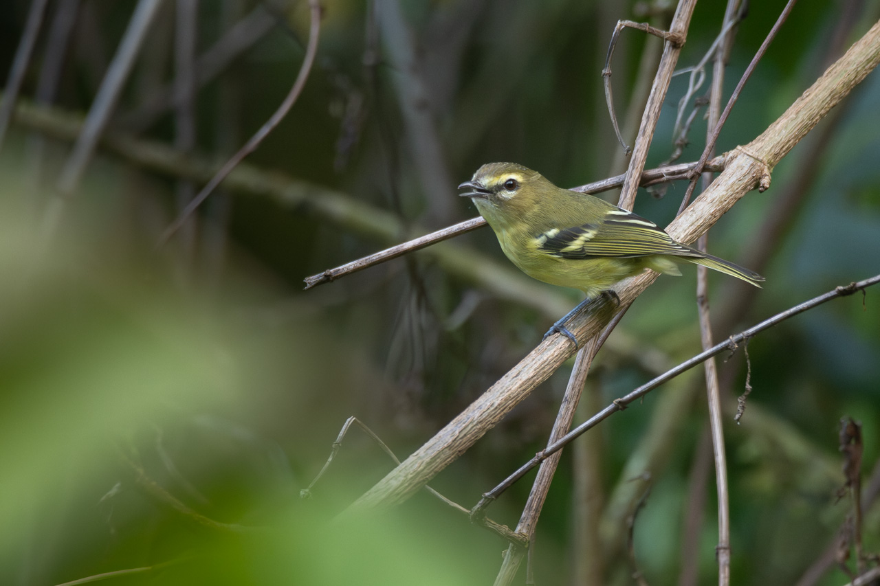 Foto Vireo Aliamarillo