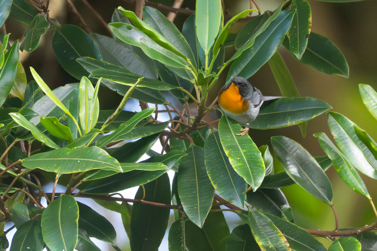 Oreothlypis&nbsp;gutturalis