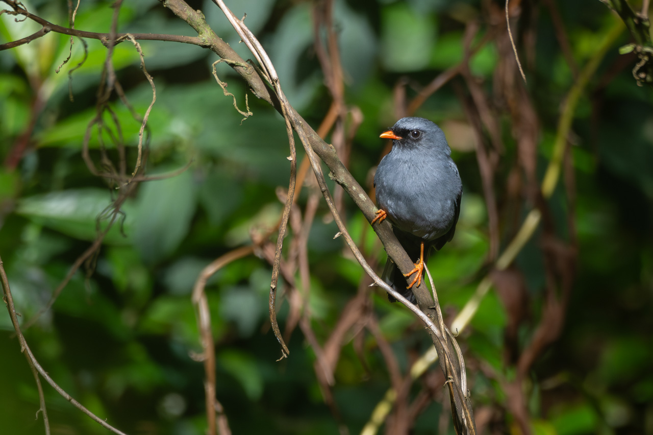 Photo Solitario Carinegro