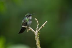 Photo Colibrí Montañes Gorgiblanco
