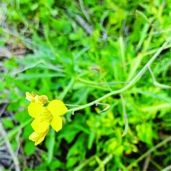 Foto Flor Amarillo