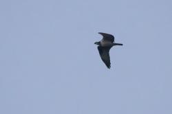 Foto Águila Pescadora