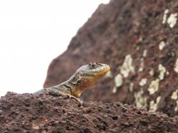 Foto Lagarto Trepador