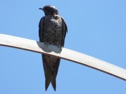 Foto Golondrina Negra