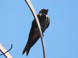 Foto Golondrina Negra