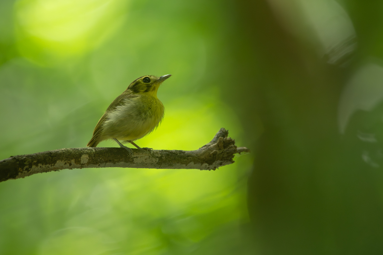 Photo Piquichato Coronirrufo