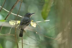 Photo Pizarroso Occidental