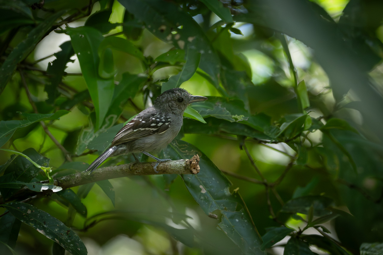 Photo Pizarroso Occidental