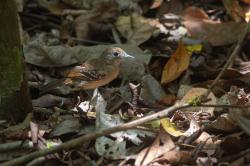 Photo Pizarroso Occidental