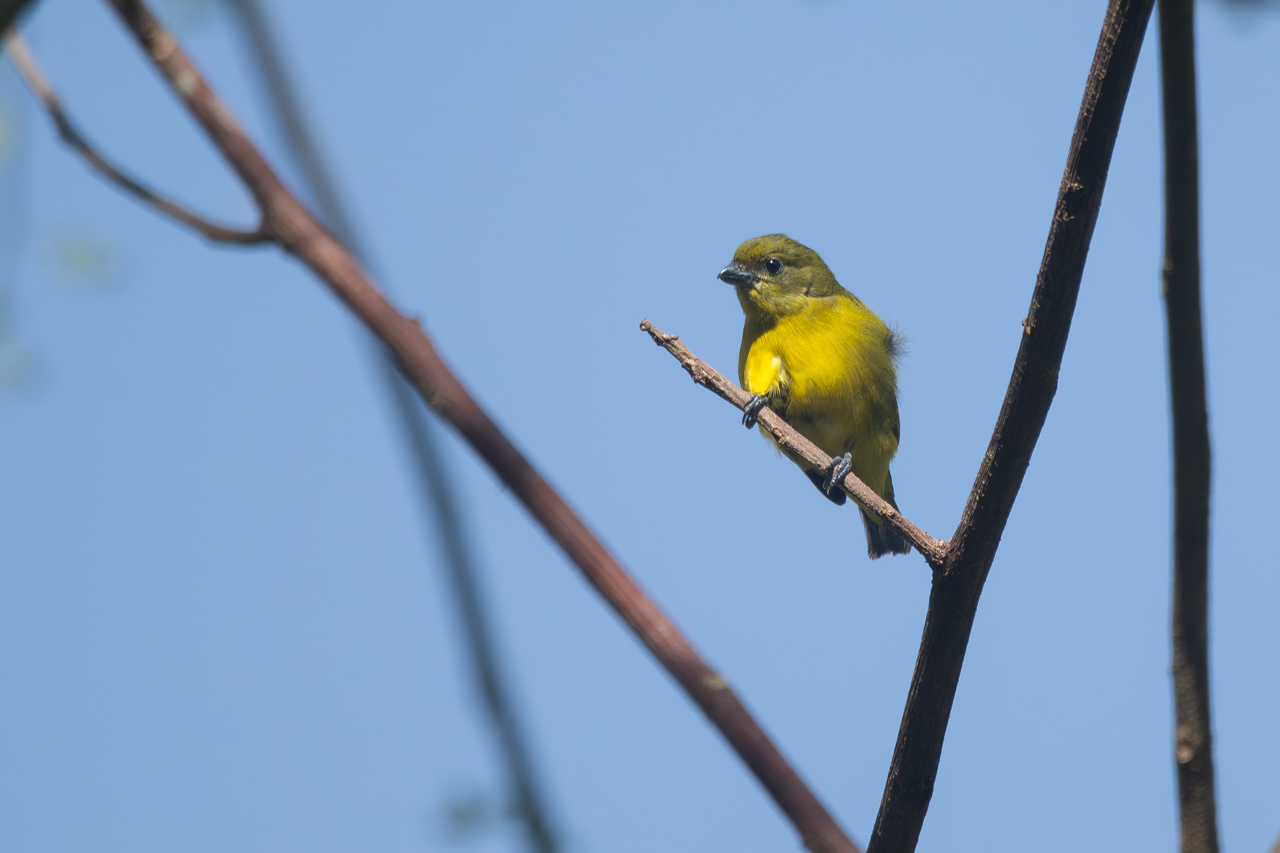 Photo Euphonia Piquigruesa