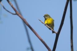 Foto Euphonia Piquigruesa