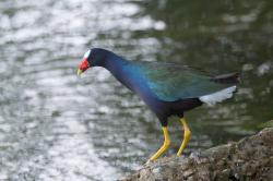 Foto Pollona Azul