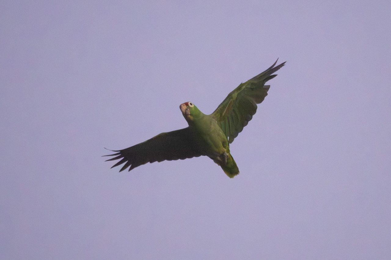 Photo Amazona Frentirroja