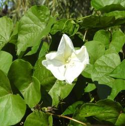 Foto Amole