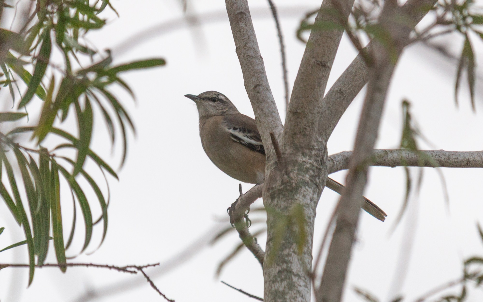 Foto Calandria Real