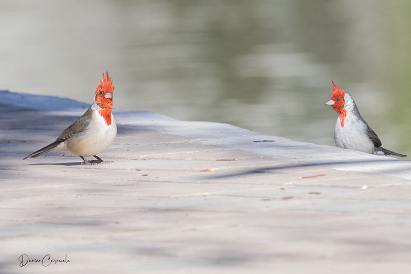 Photo Cardenal Común
