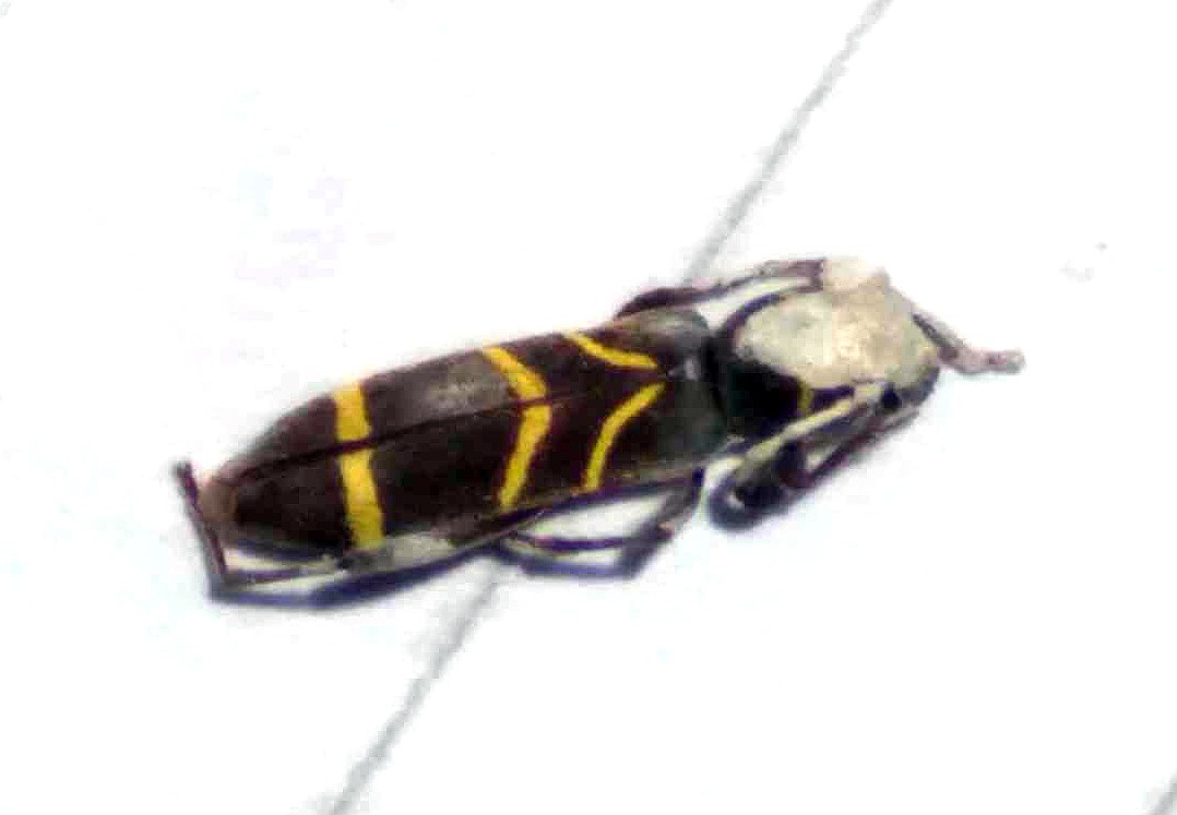 Photo Escarabajo De Cuernos Largos De Muller
