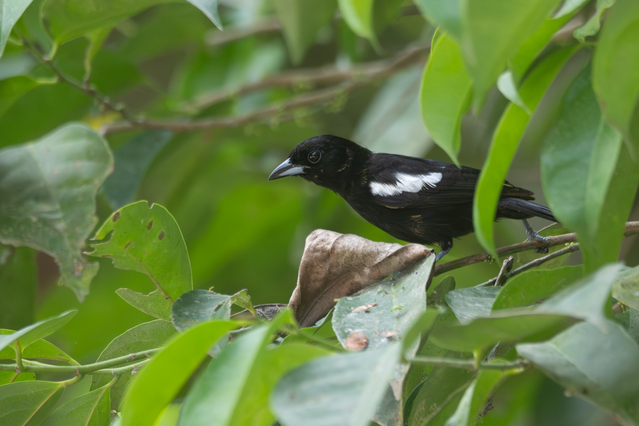 Foto Tangara Hombriblanca