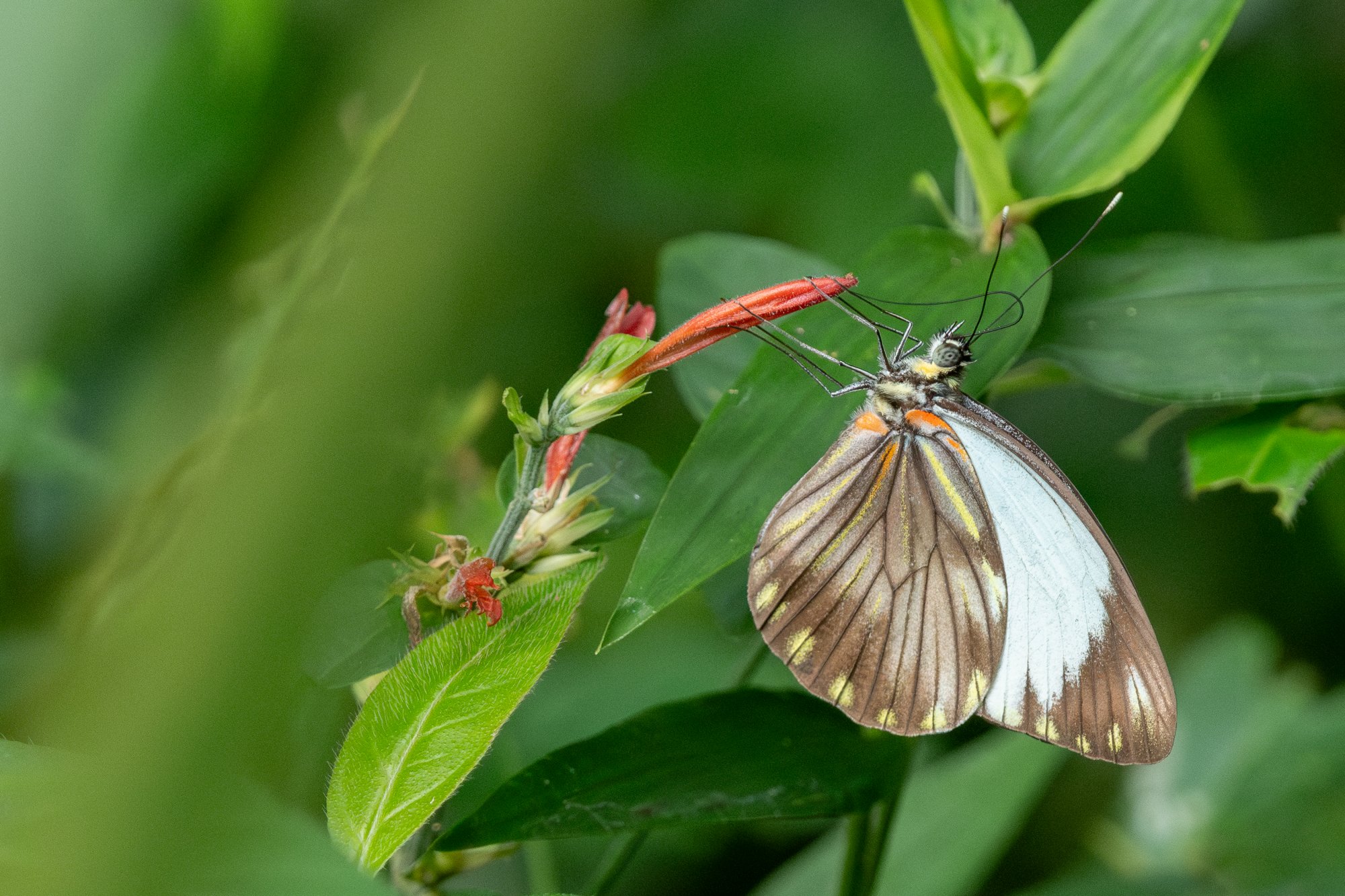 Pieriballia&nbsp;viardi