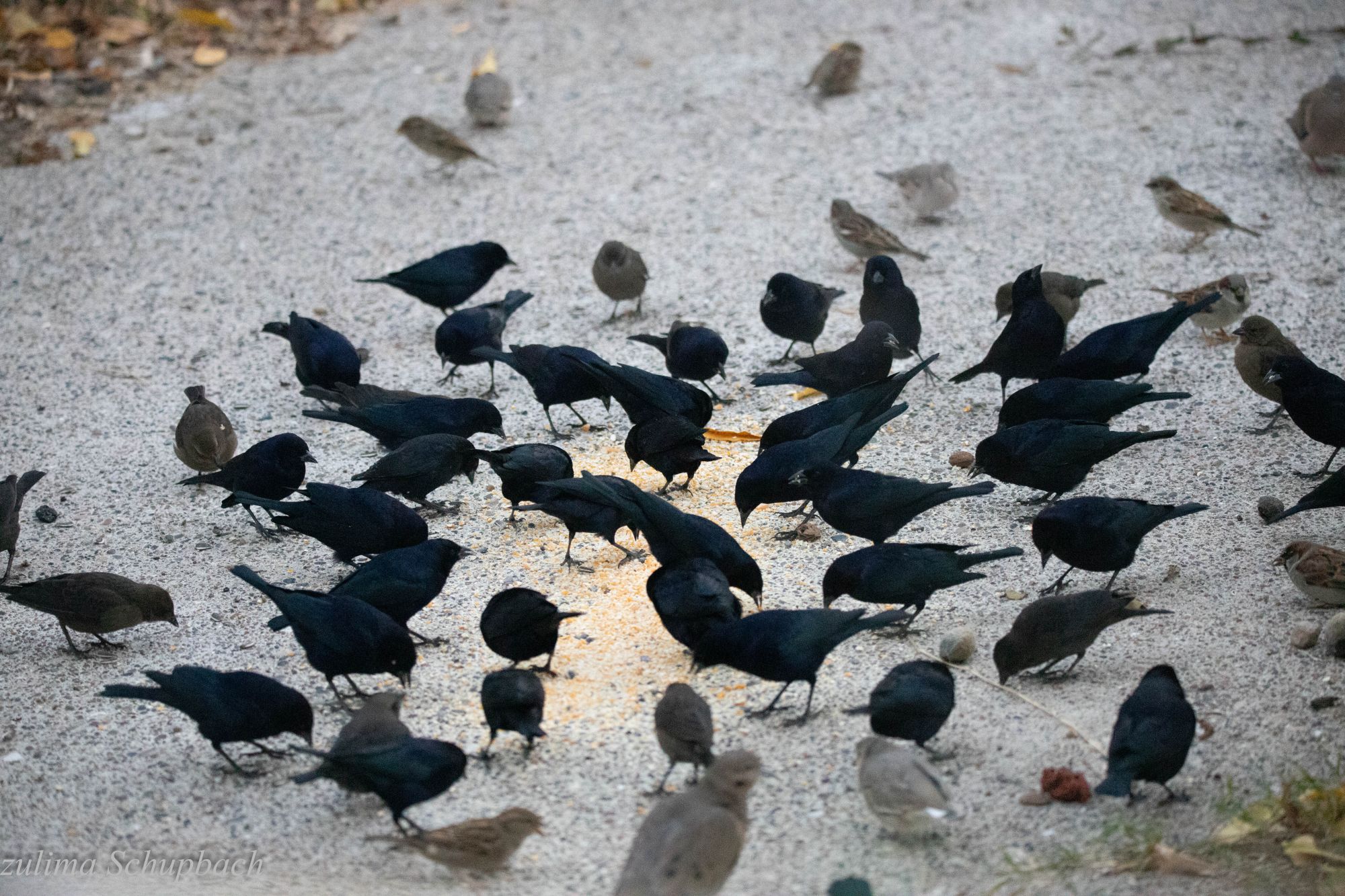 Foto Tordo Renegrido