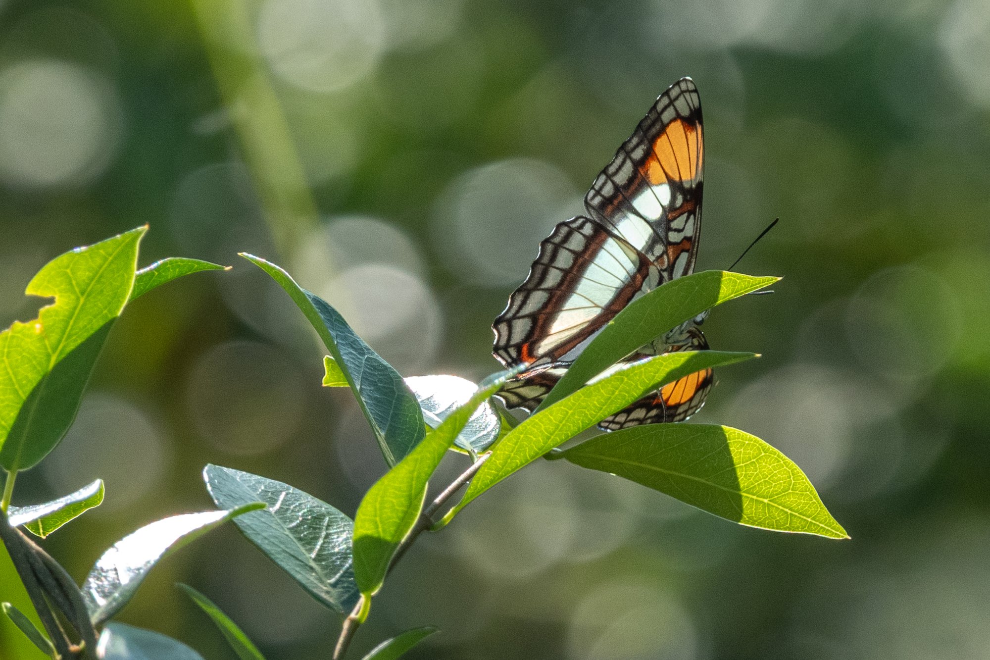 Adelpha&nbsp;zea